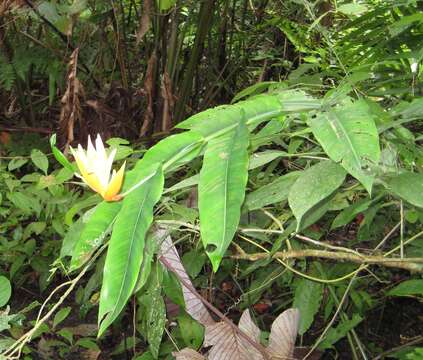 Image of Heliconia aurantiaca Verschaff.