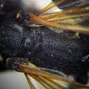 صورة Prionyx subfuscatus (Dahlbom 1845)