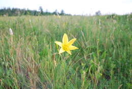 Image of dwarf yellow day lily