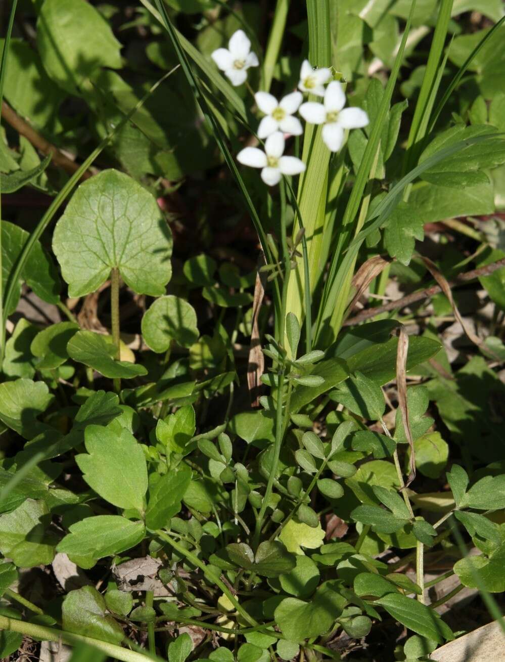 Image of Cardamine pratensis subsp. matthioli (Moretti) Nyman