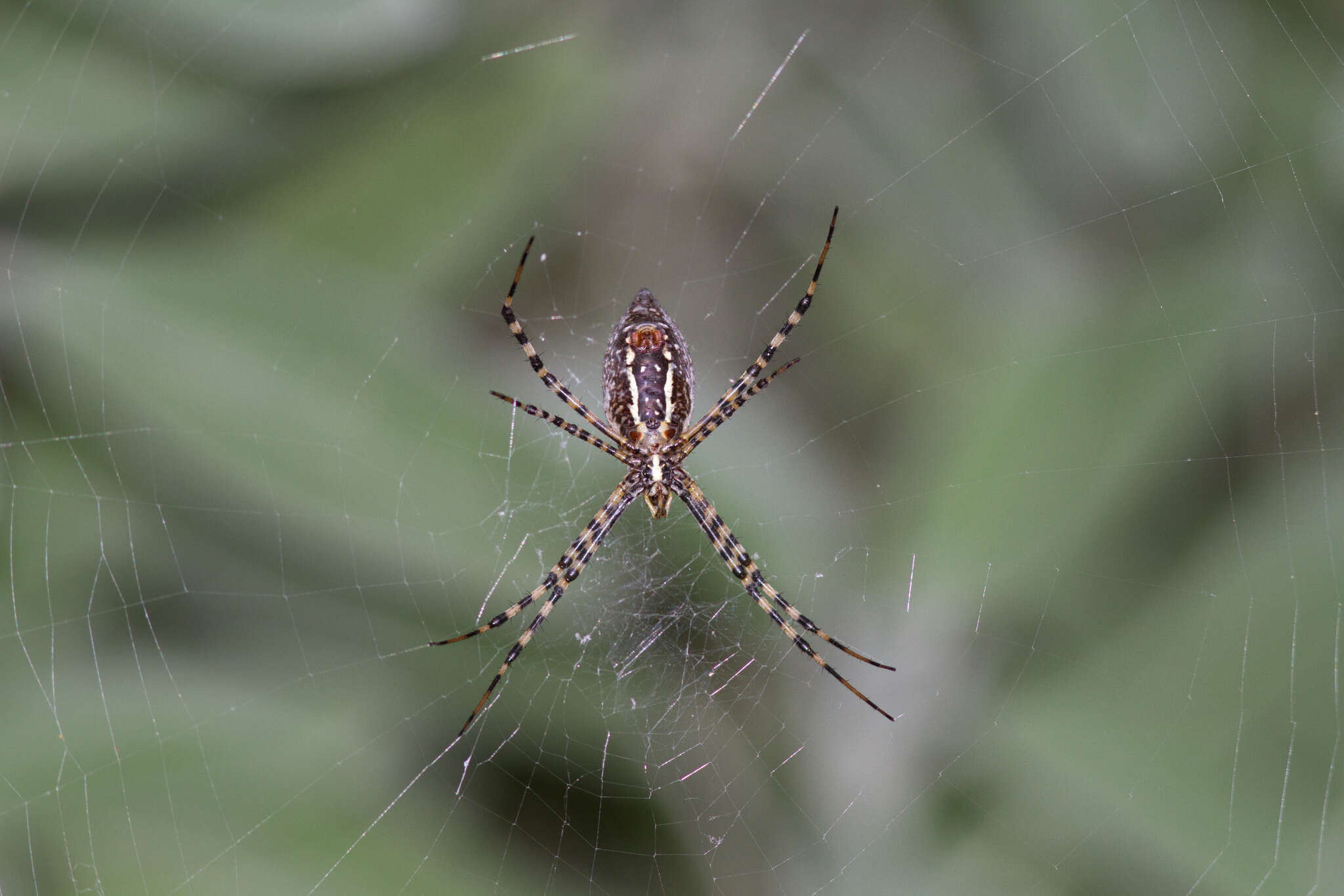 Image of Banded Argiope