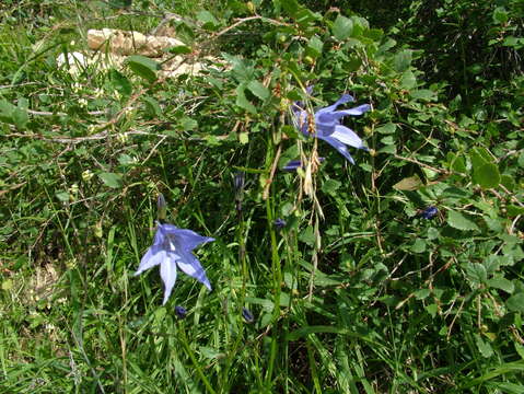 Image of Campanula stevenii subsp. turczaninovii (Fed.) Victorov