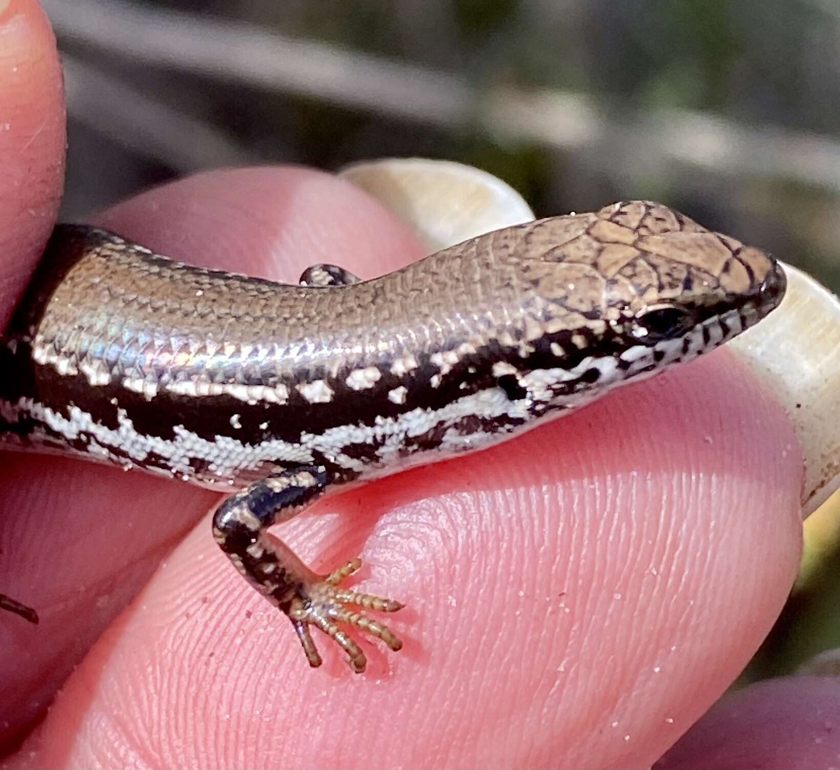 Слика од Ctenotus gemmula Storr 1974