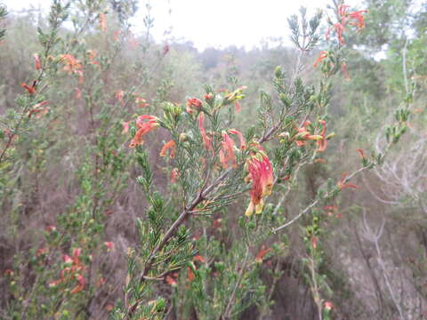 Image of Erica unicolor subsp. mutica E. G. H. Oliv. & I. M. Oliv.