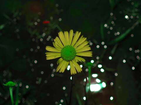 Image of Fringed Sneezeweed