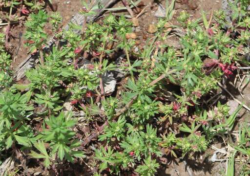 Image of Lachemilla aphanoides (Mutis ex L. fil.) Rothm.