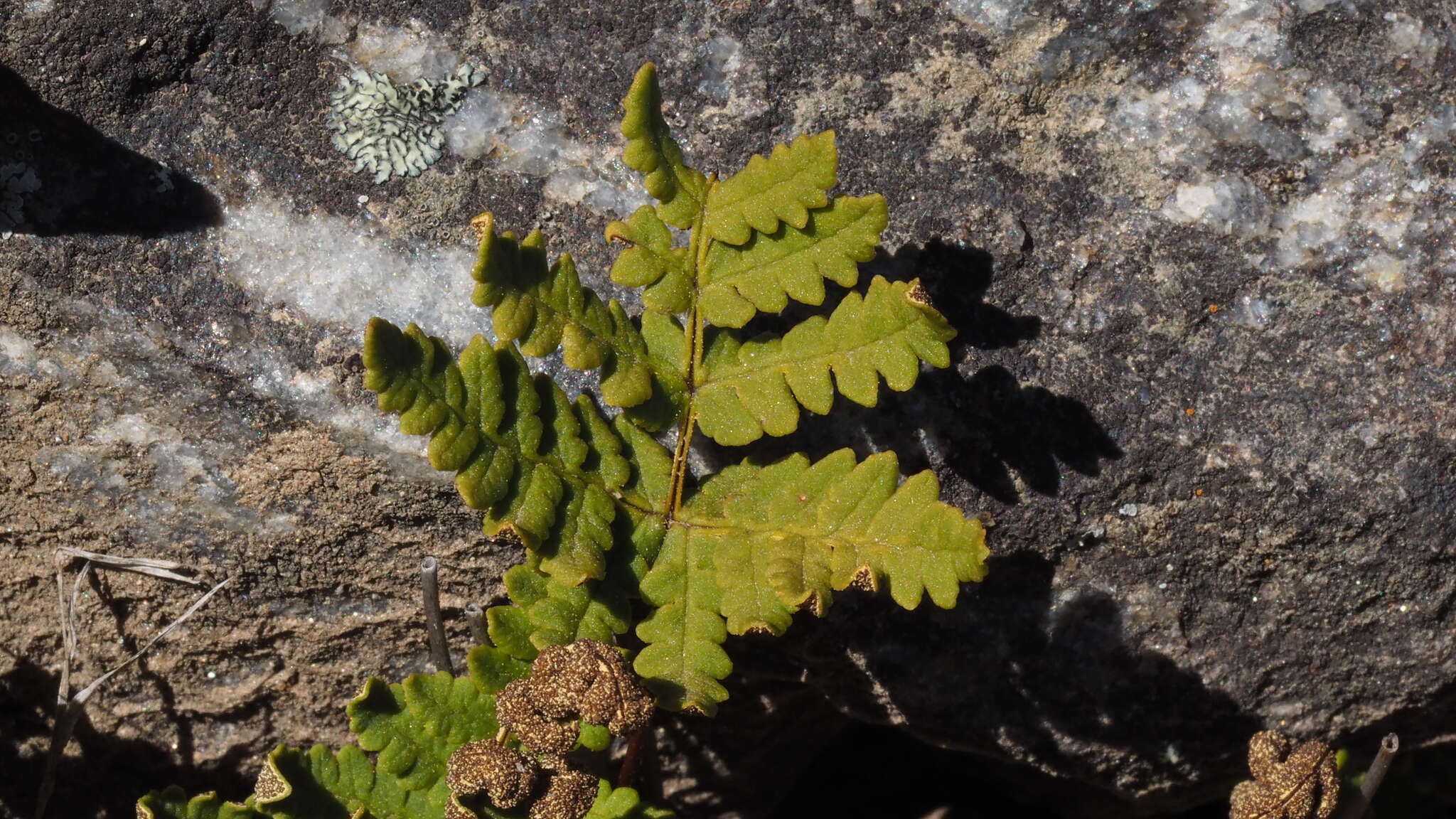 Image of Maxon's goldback fern