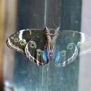 Image of Morpho helenor achillides