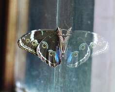 Morpho helenor achillides的圖片