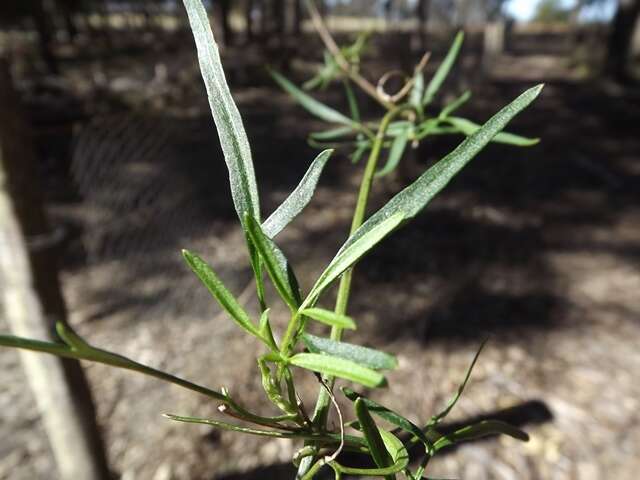 Image of Clematis decipiens H. Eichler ex Jeanes