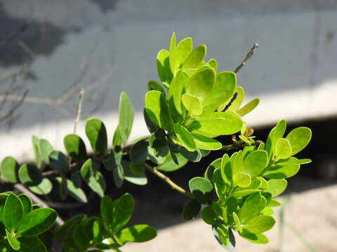 صورة Machilus obovatifolia (Hayata) Kaneh. & Sasaki