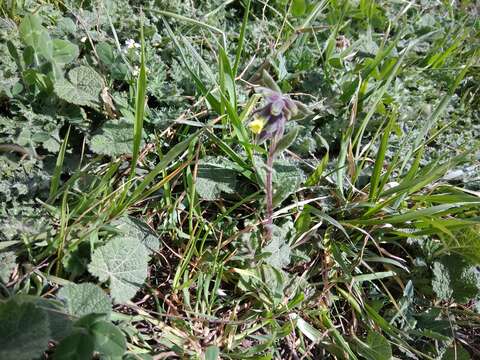 Image de Nonea flavescens (C. A. Mey.) Fisch. & C. A. Mey.