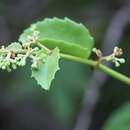 Image of Cissus rotundifolia var. rotundifolia