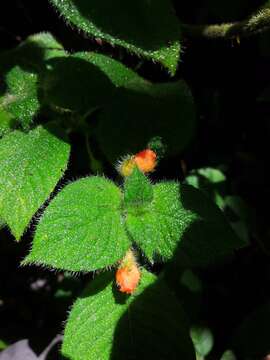 Image of Besleria riparia C. V. Morton