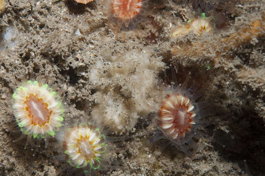 Image de Axinella pyramidata Stephens 1916