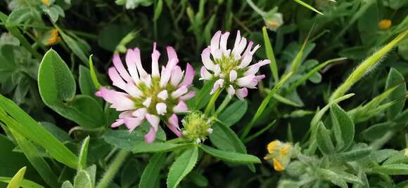 Image of glandular clover