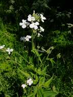 Слика од Hesperis sibirica L.