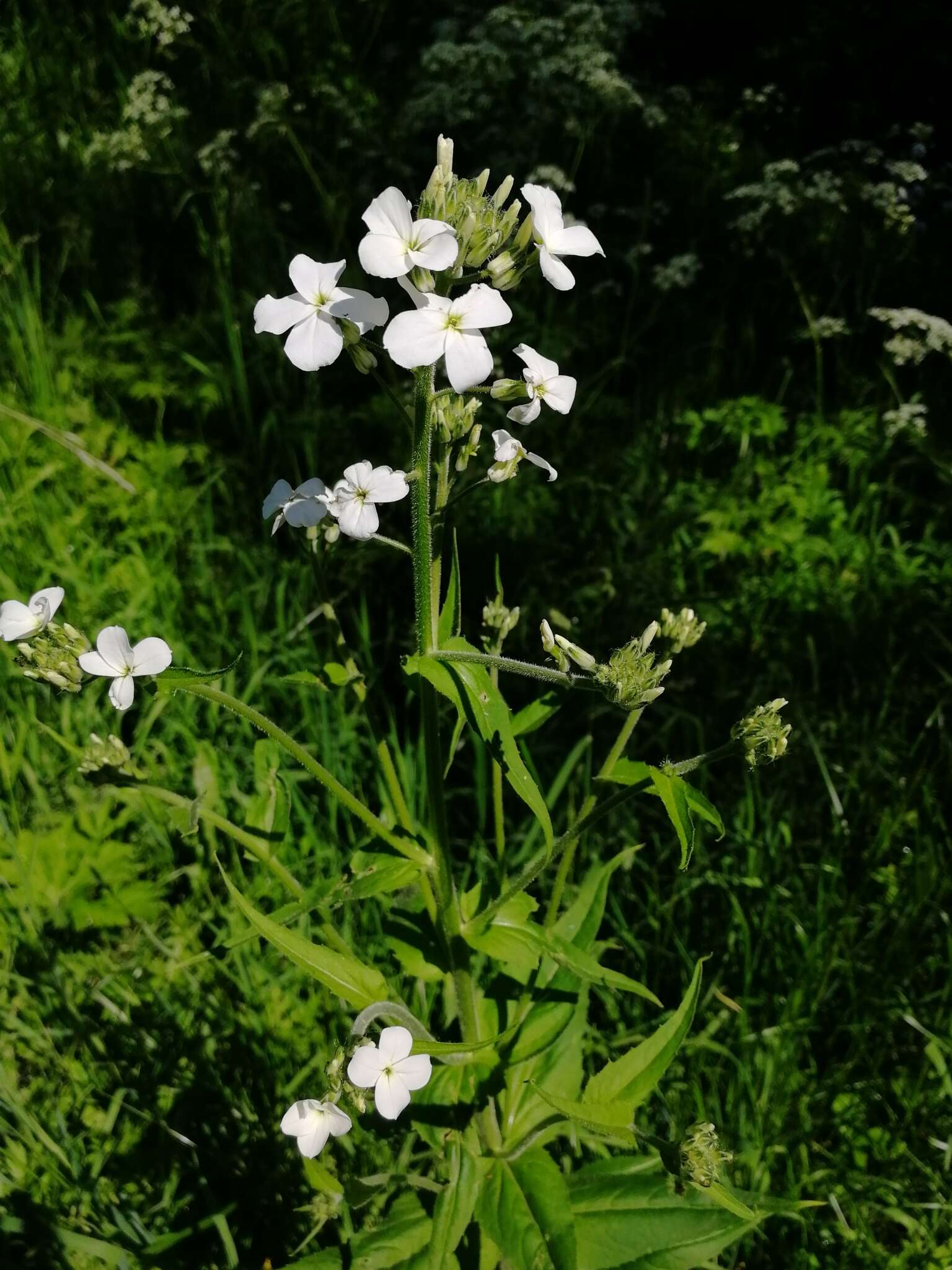 Слика од Hesperis sibirica L.