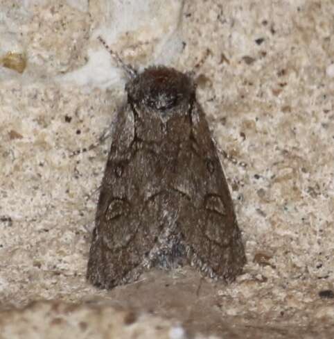 Acronicta tota Grote 1878 resmi