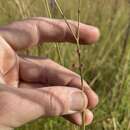 Image of Scale-Leaf False Foxglove