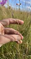 Image of Scale-Leaf False Foxglove