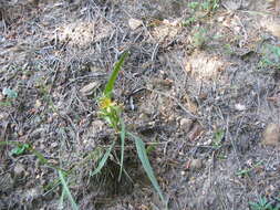 Image of Wachendorfia multiflora (Klatt) J. C. Manning & Goldblatt