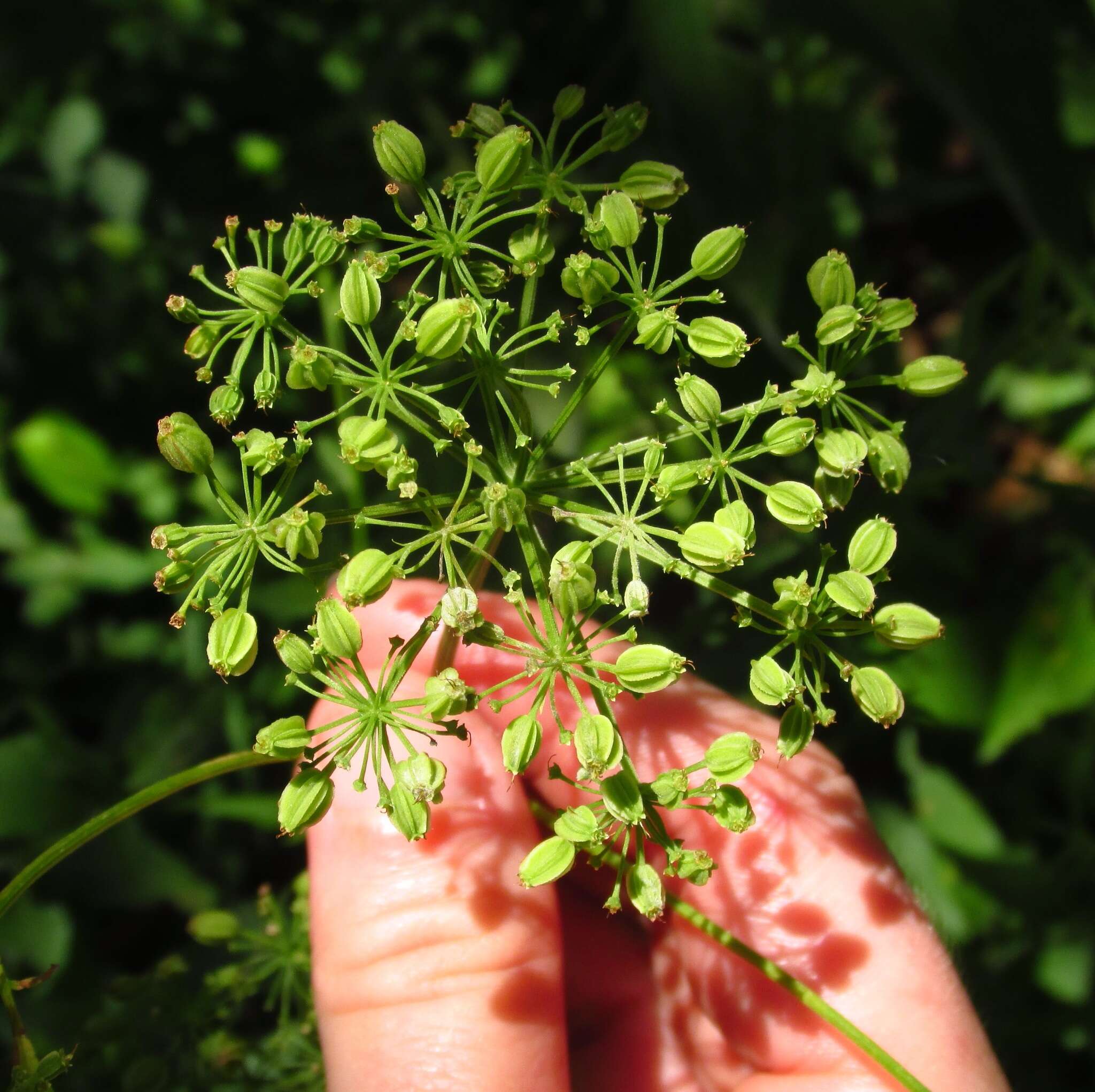 Image of hairyjoint meadowparsnip