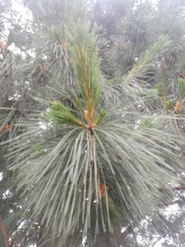 Image of Mexican White Pine