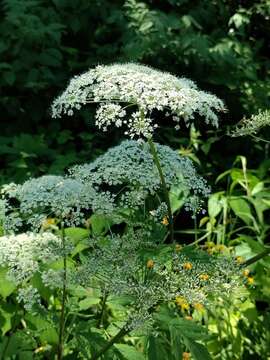 Selinum physospermifolium (Albov) Hand resmi