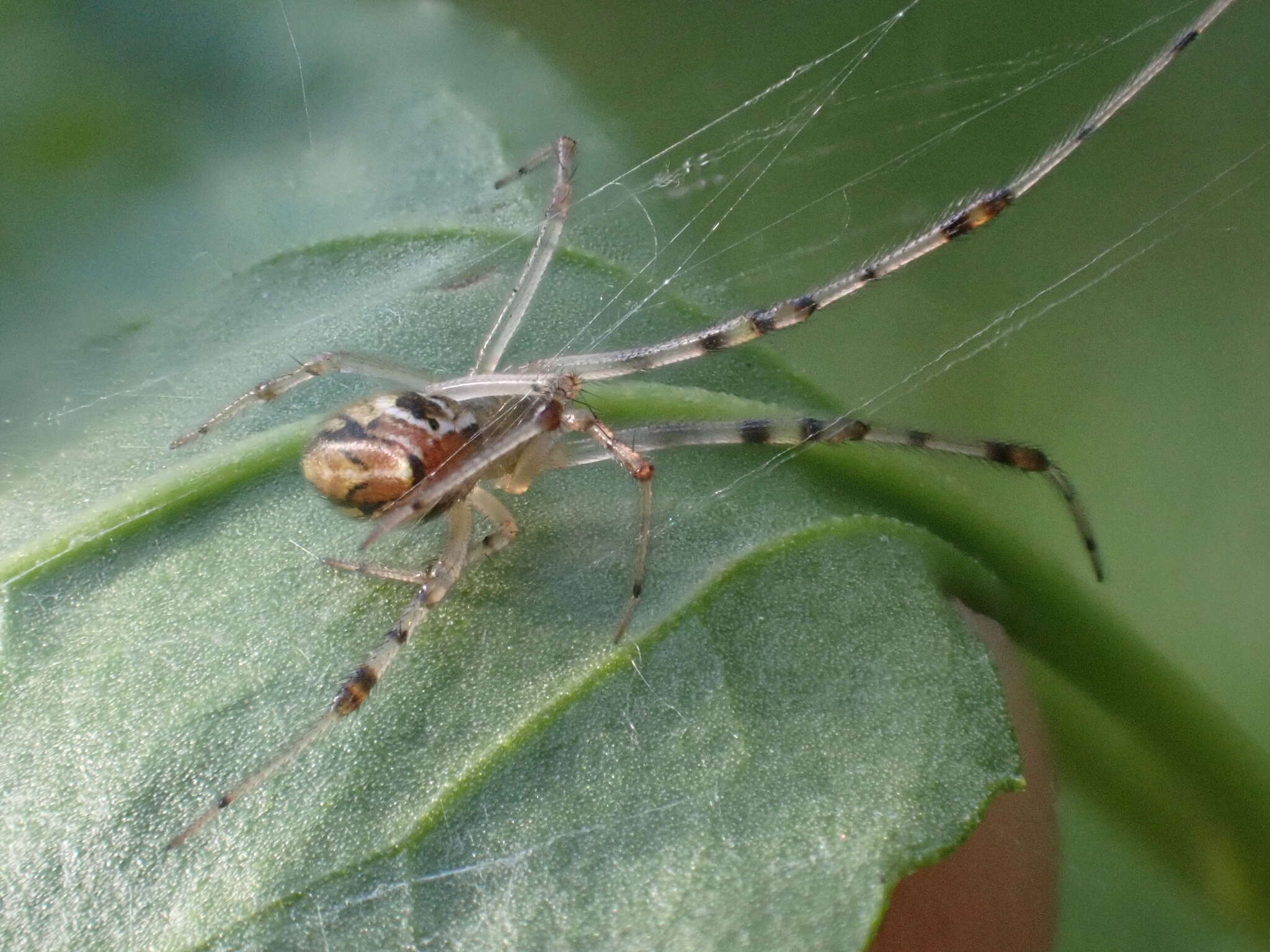 Image of Theridion pyramidale L. Koch 1867