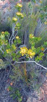 Image of Leucospermum utriculosum Rourke