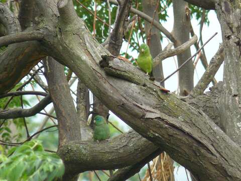 Image of Spectacled Parrotlet