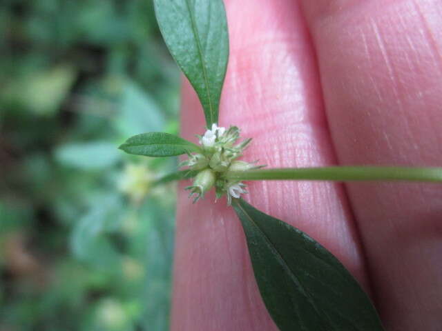 Image of Oval-Leaf False Buttonweed