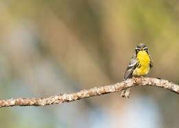 Image of Bahama Warbler