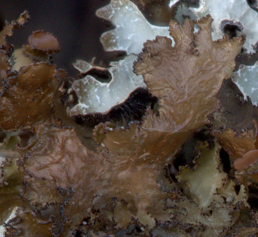 Image of <i>Tuckermanopsis platyphylla</i>