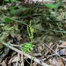 Image of lanceleaf grapefern