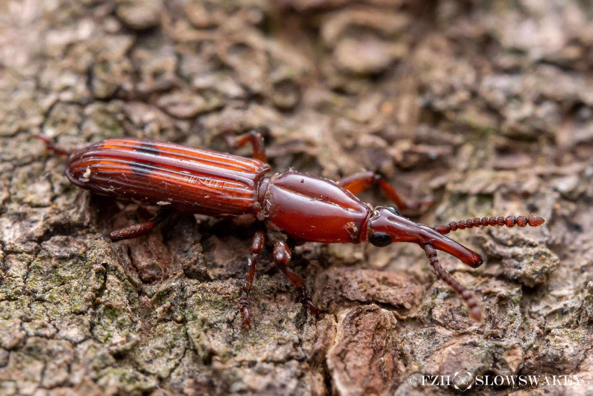 Trachelizus bisulcatus (Lund 1800) resmi