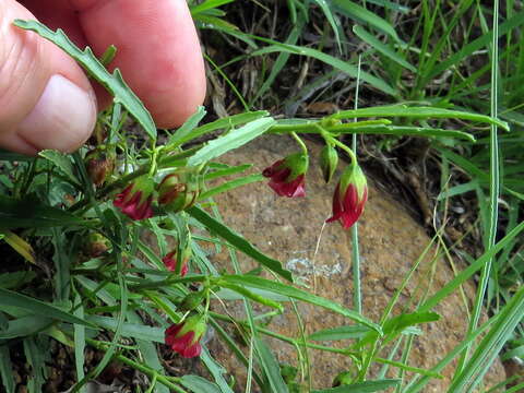 Image of Hermannia coccocarpa (Eckl. & Zeyh.) Kuntze