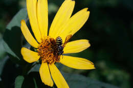 Image of Paranthidium jugatorium (Say 1824)