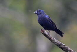 Image of Ultramarine Grosbeak