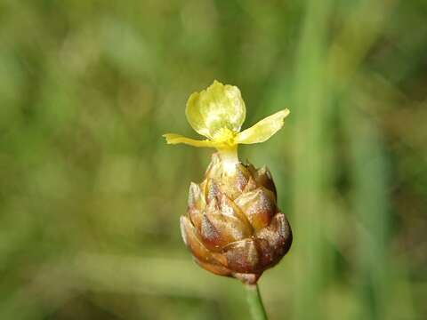 Image of Xyris formosana Hayata