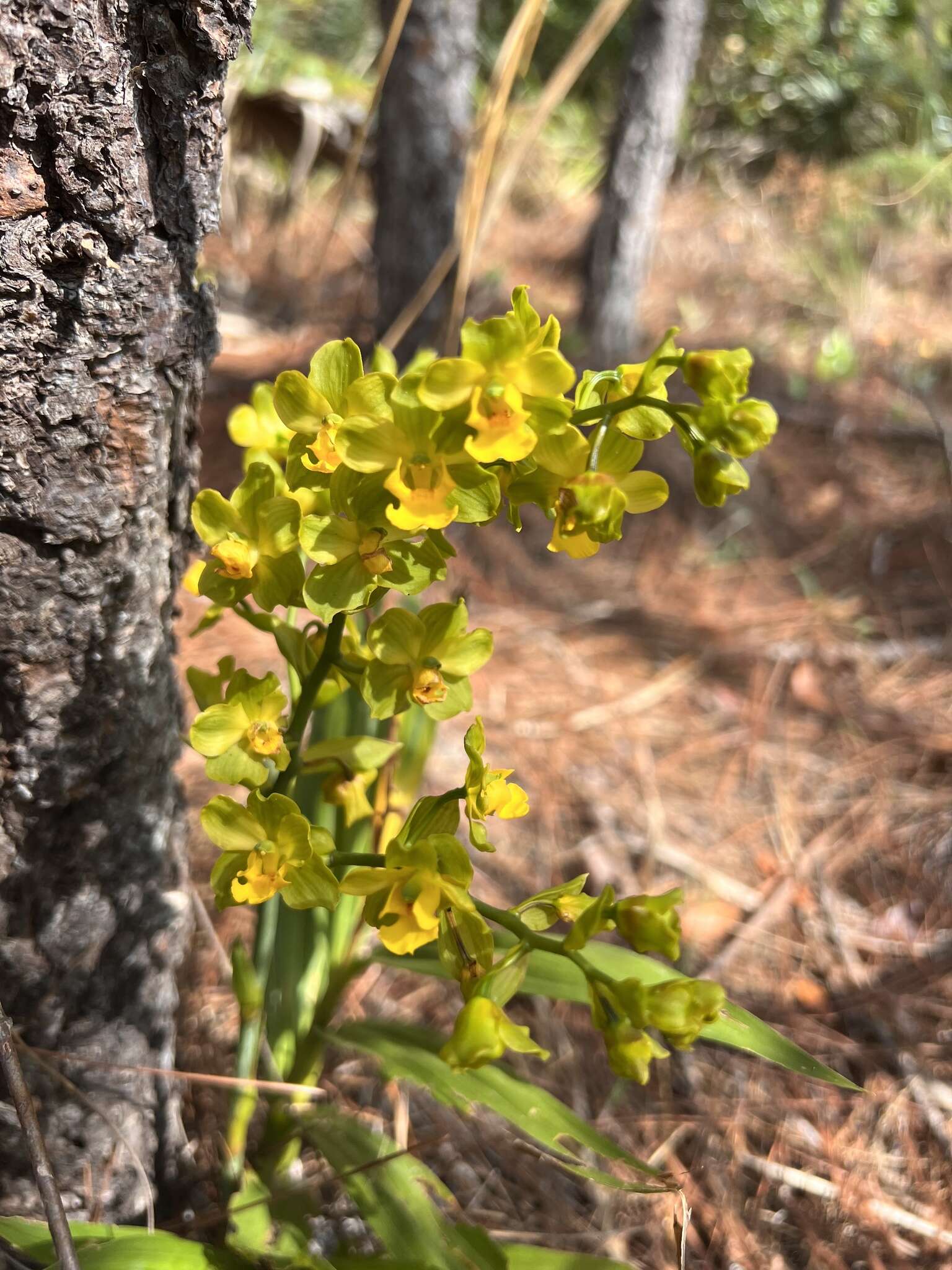 Image of terrestrial cowhorn orchid