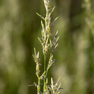 Image of bristleleaf lovegrass