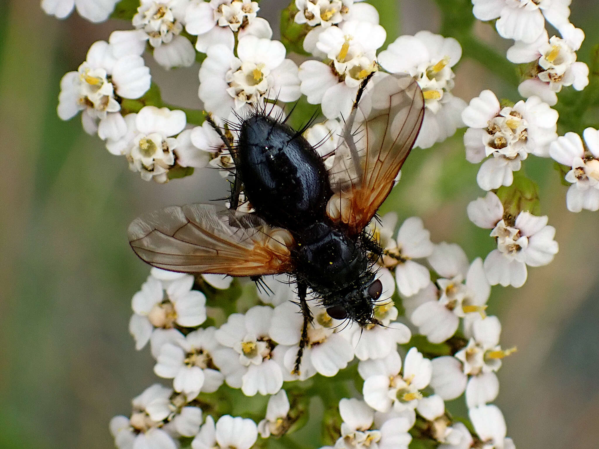 Zophomyia resmi