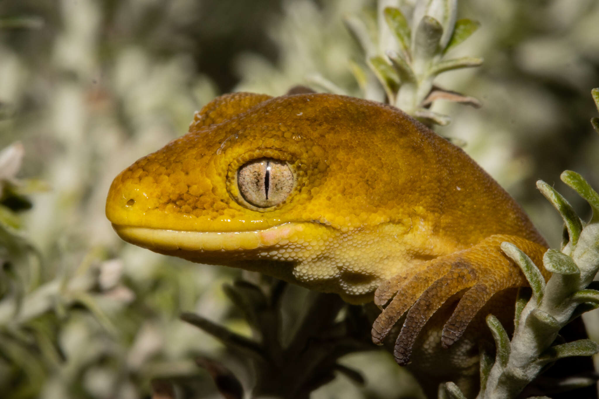 Plancia ëd Naultinus manukanus (Mccann 1955)