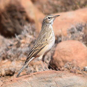 Image of Anthus nicholsoni primarius Clancey 1990