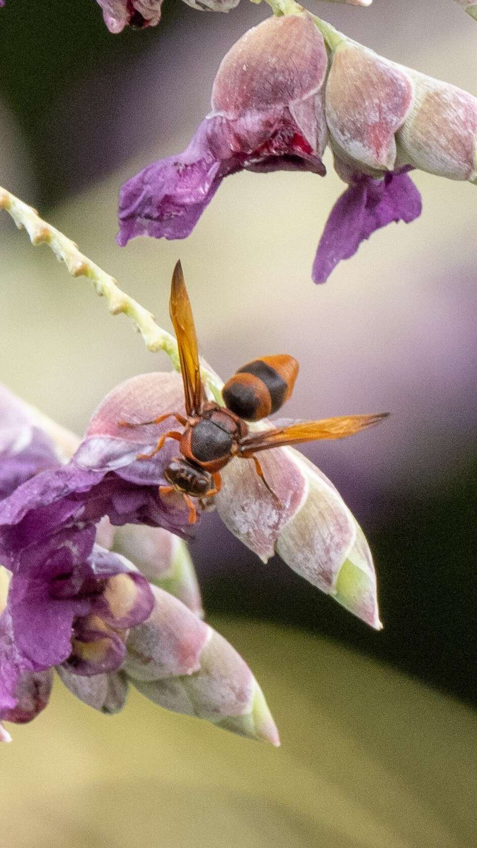 Image de Rhynchium quinquecinctum (Fabricius 1787)