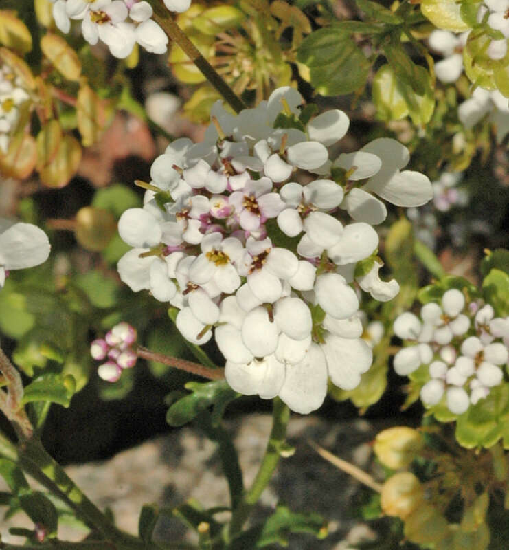 Imagem de Iberis pinnata L.