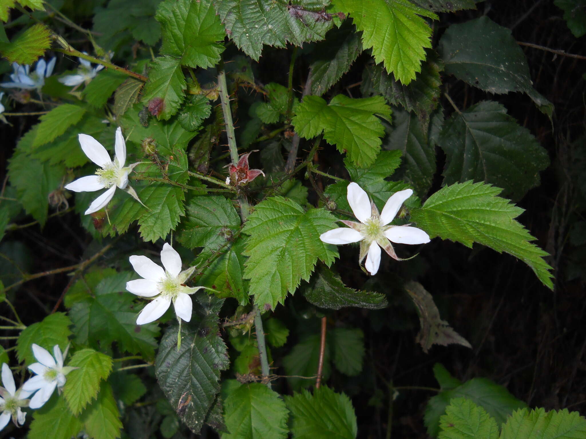 Слика од Rubus ursinus Cham. & Schltdl.