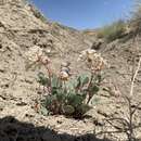 Image of clay sand verbena